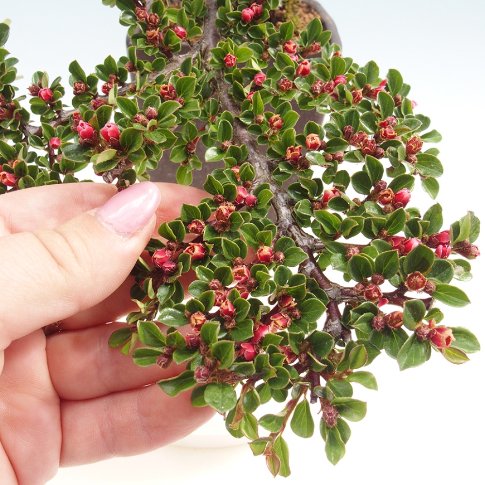 Vonkajší bonsai - Cotoneaster horizontalis - Skalník
