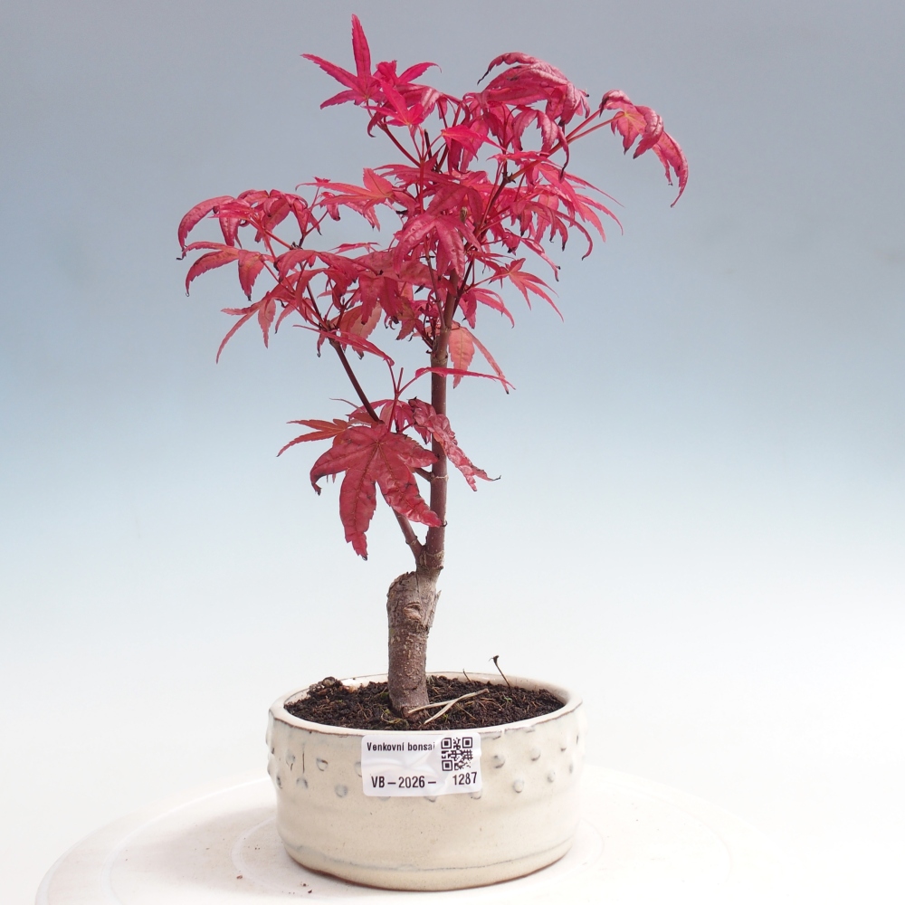 Vonkajší bonsaj - Acer palmatum DESHOJO