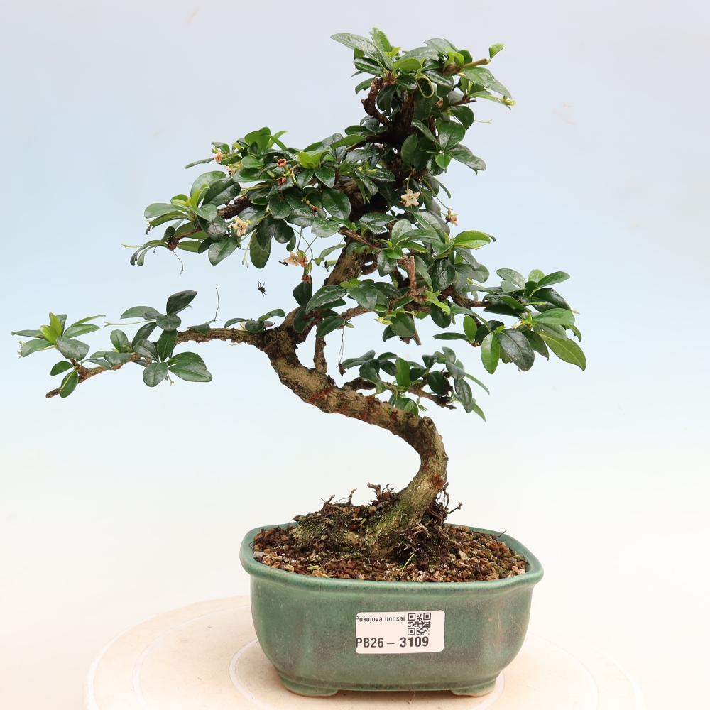 Izbové bonsaje - Carmona macrophylla - Tea fuki