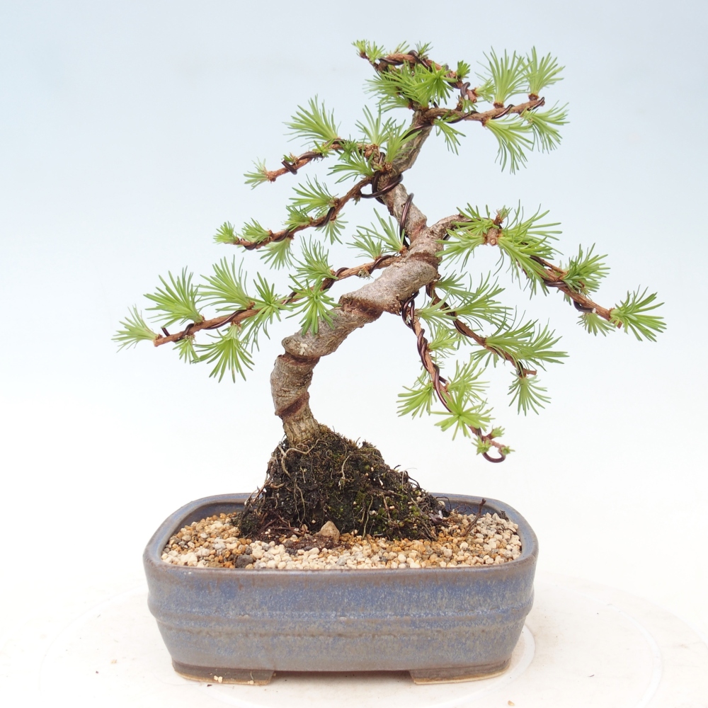Vonkajšie bonsaje - Larix Kaempferi - Japonský smrekovec