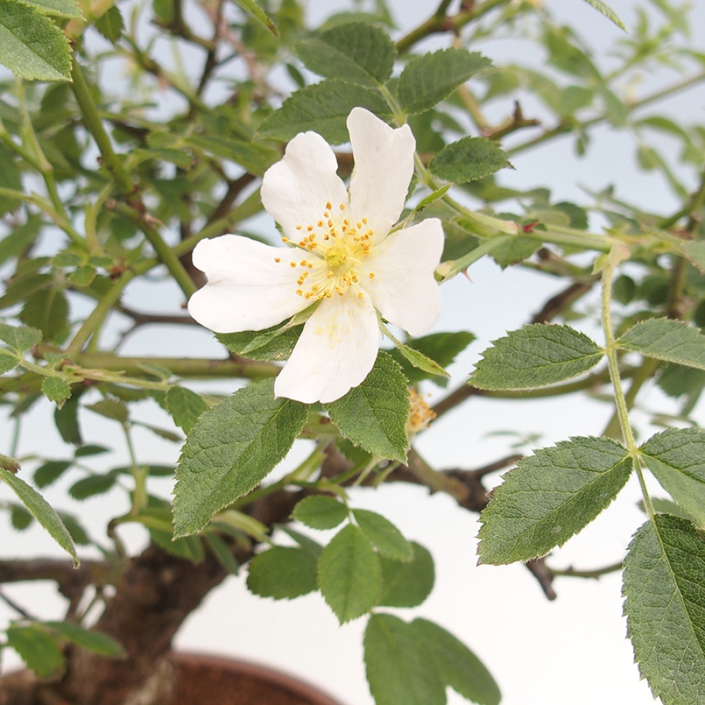 Vonkajší bonsai - Rosa Kordes - ruža