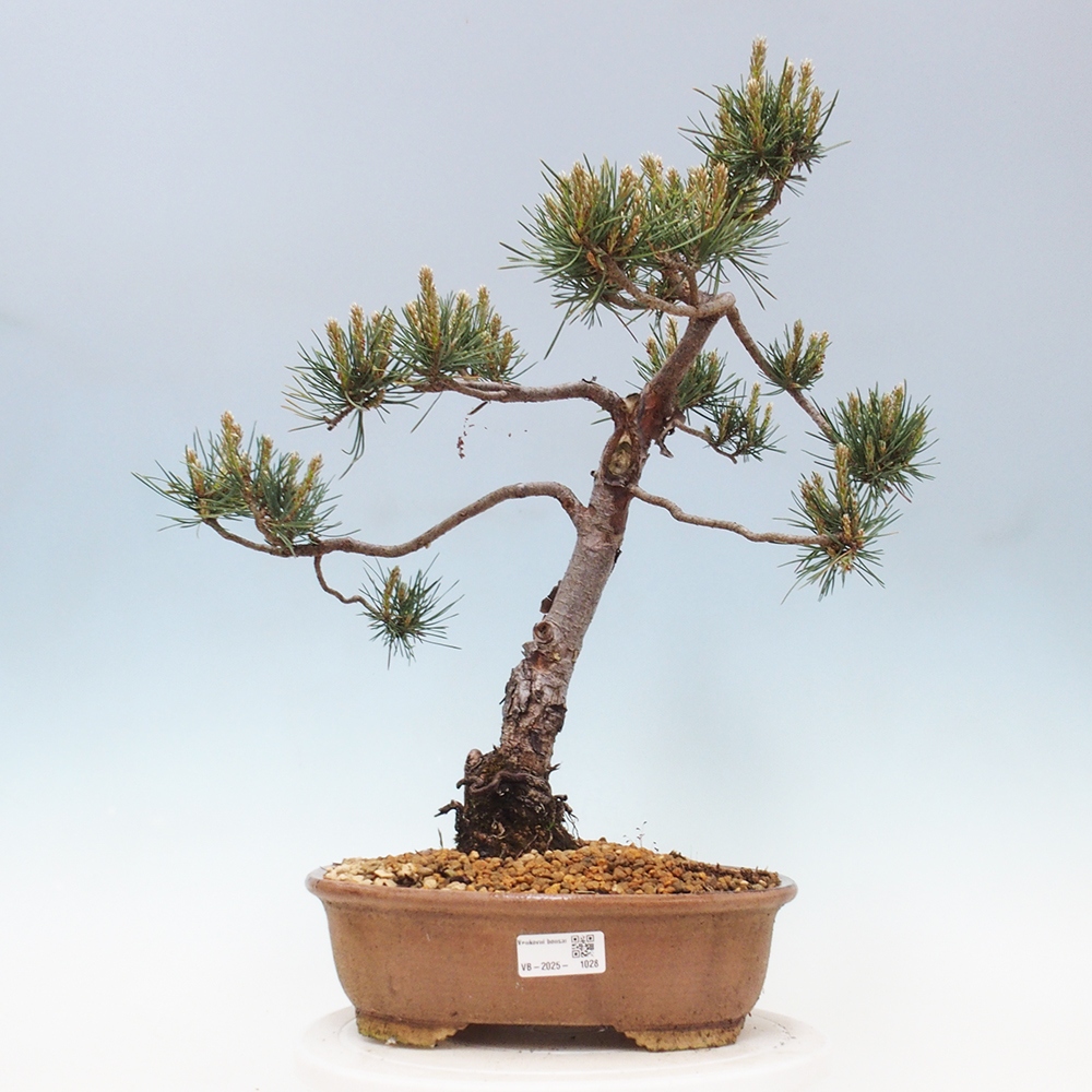 Vonkajšie bonsai - Pinus Sylvestris - Borovica lesná
