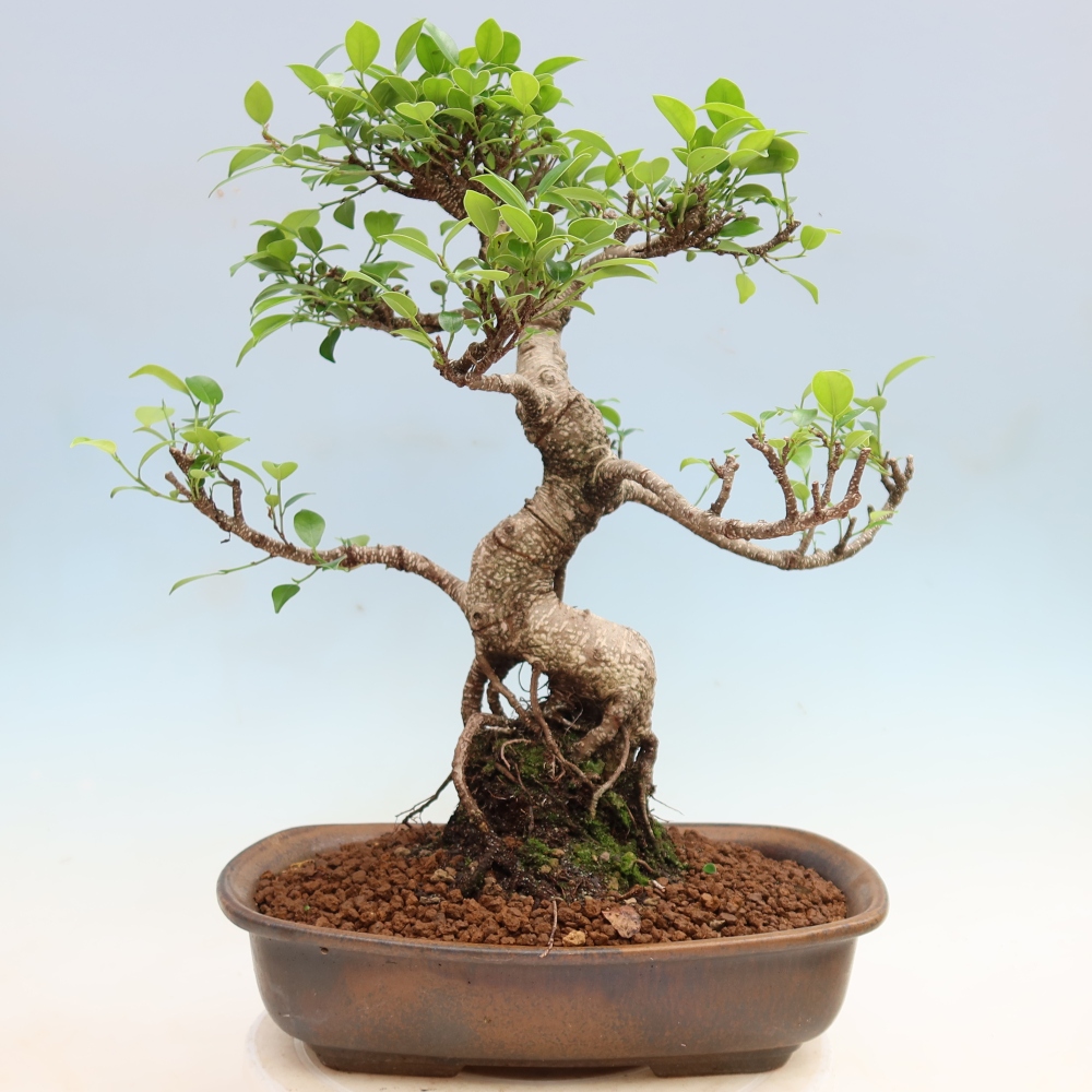 Izbové bonsaje - Ficus kimmen - drobnolistý fikus