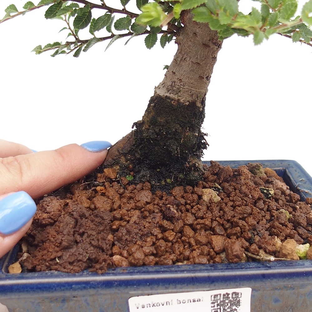 Vonkajší bonsai - Ulmus parvifolia Hokkaido - brest Čínsky