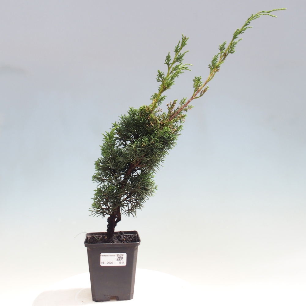 Vonkajší bonsaj - Juniperus chinensis Kishu