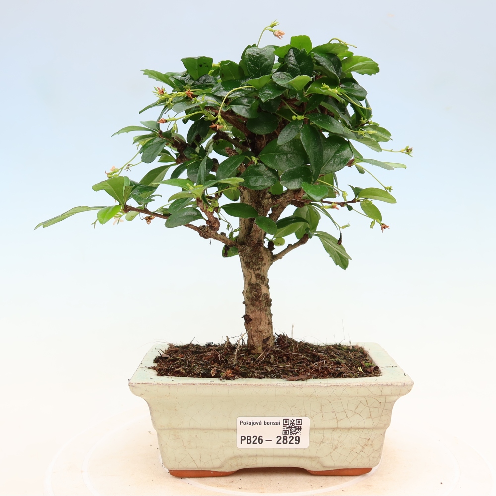 Izbové bonsaje - Carmona macrophylla - Tea fuki