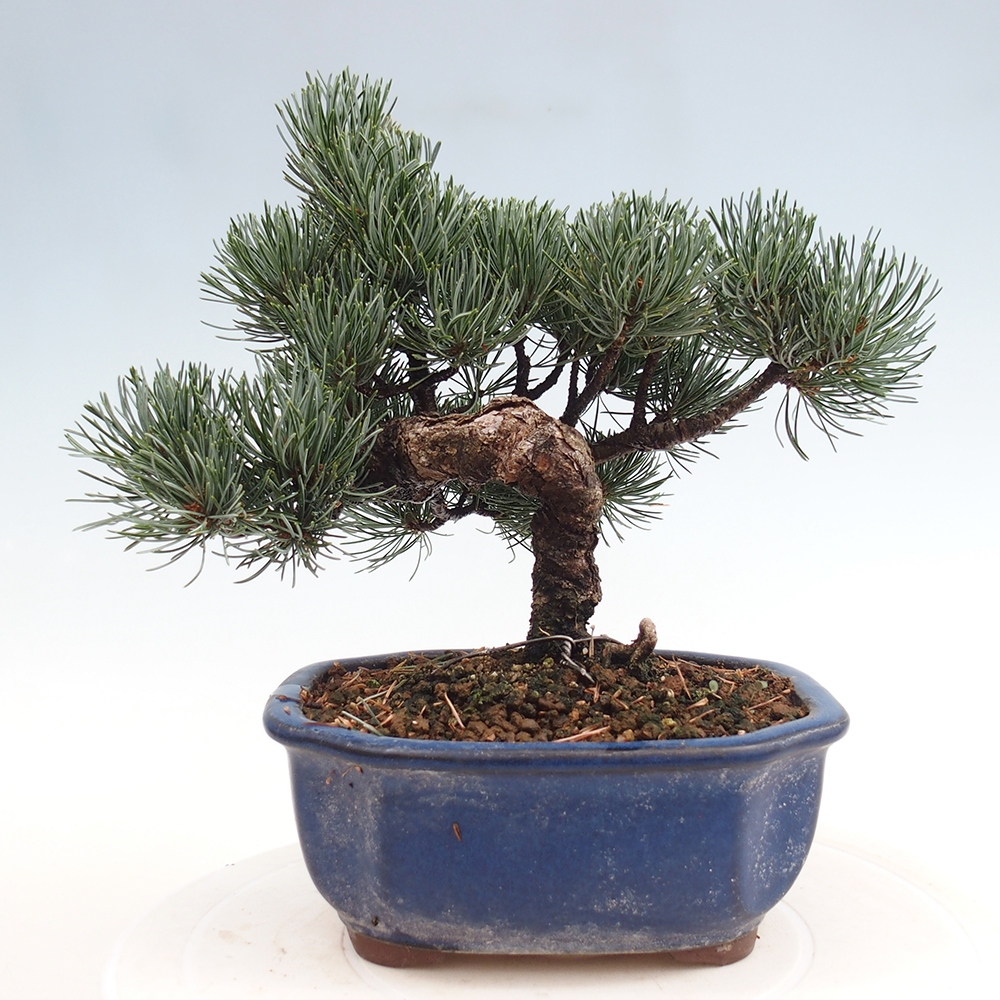 Vonkajšie bonsai - Pinus parviflora - Borovica drobnokvetá
