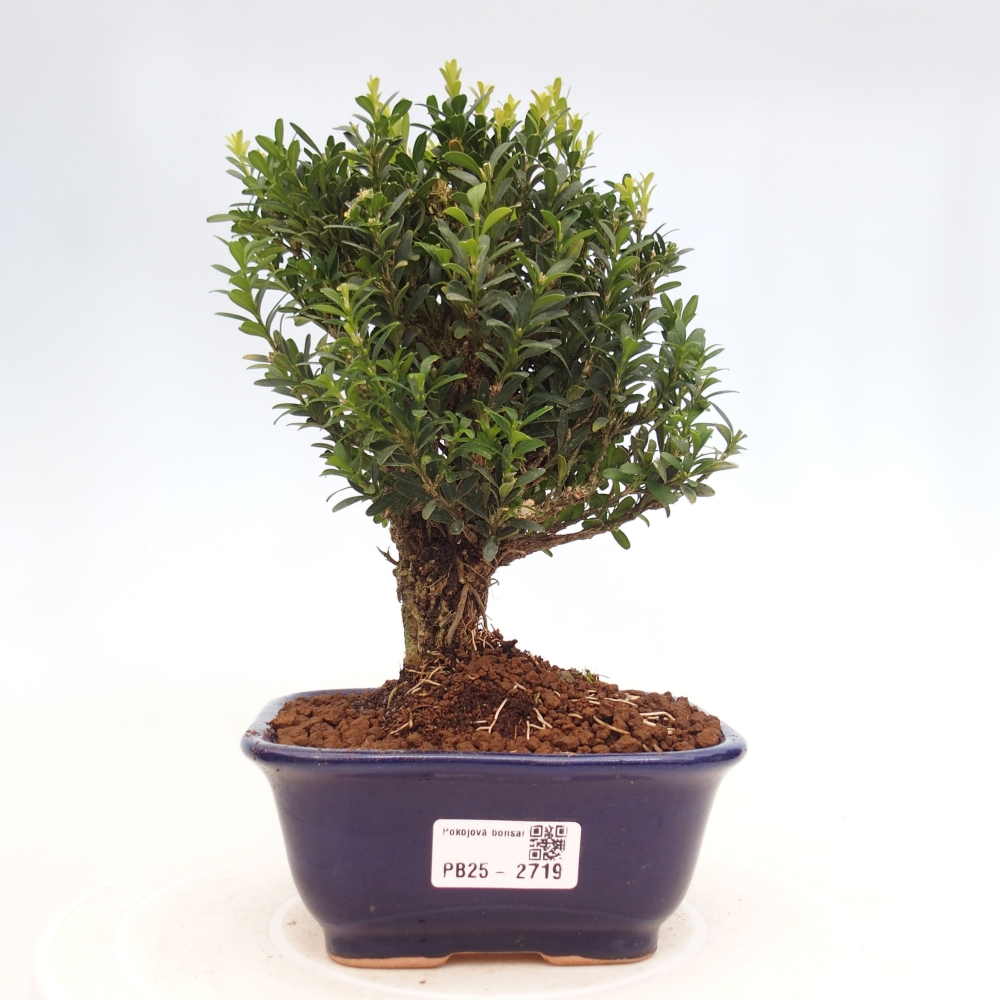 Izbová bonsai - Buxus harlandii - korkový buxus
