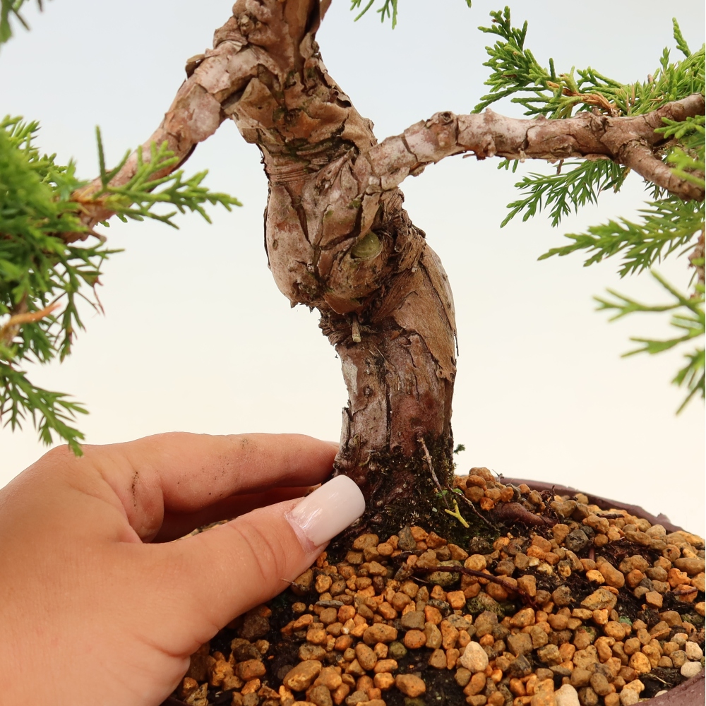 Vonkajší bonsaj - Juniperus chinensis Itoigawa