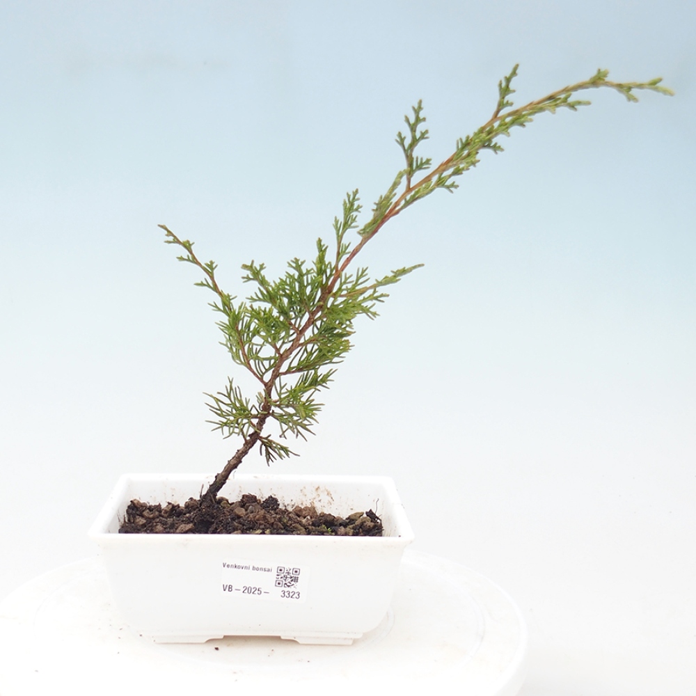 Vonkajší bonsai - Juniperus chinensis Itoigawa -Jalovec čínsky