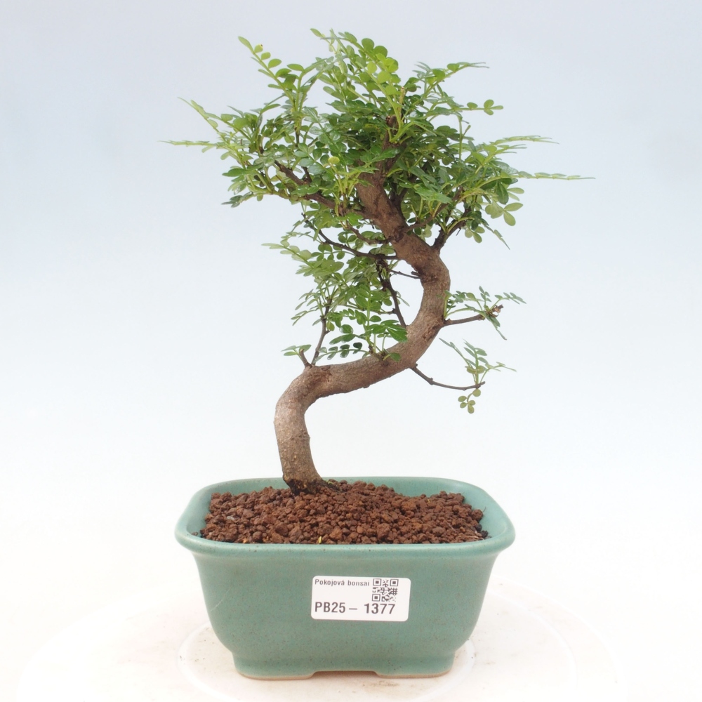 Izbová bonsai - Zantoxylum piperitum - piepor