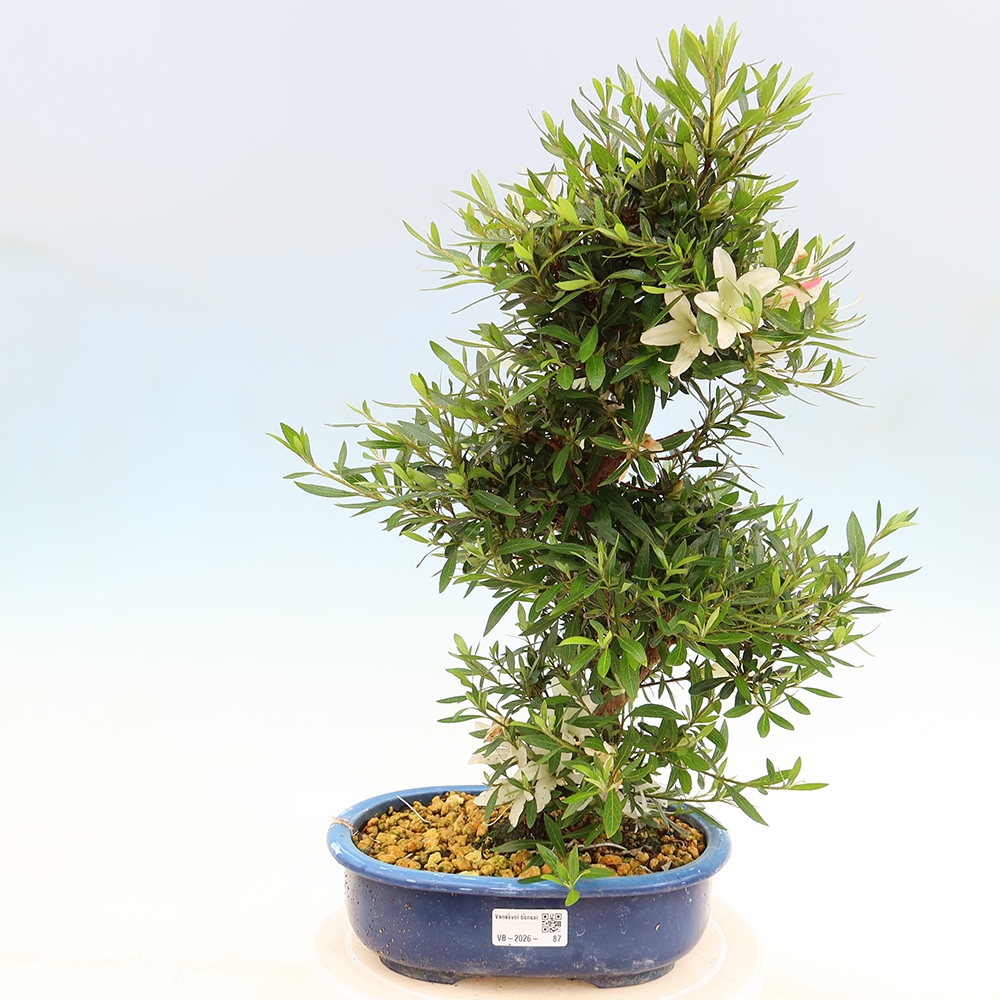 Vonkajšie bonsaje - Japonské azalky - Azalea Hakurin