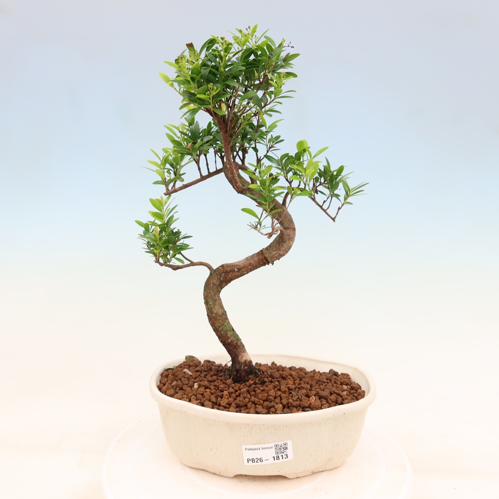 Izbové bonsaje - Syzygium - Pimento