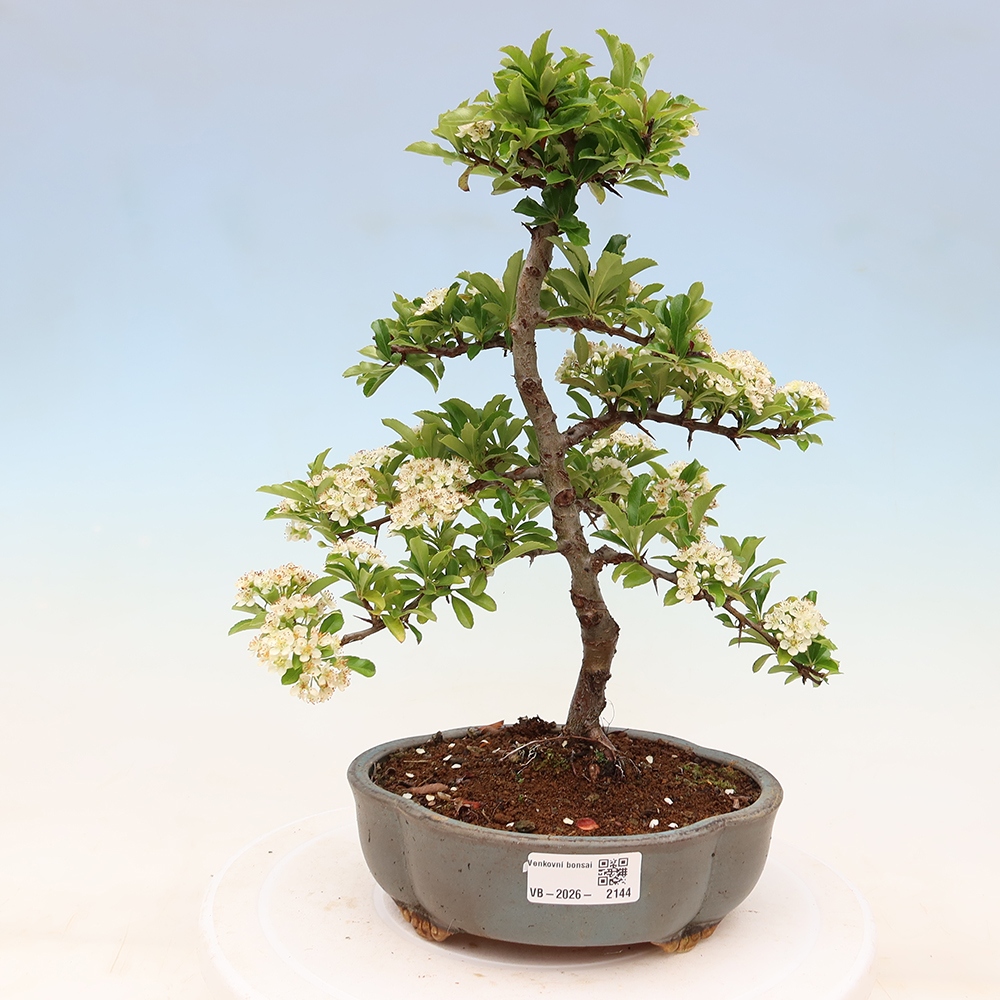 Vonkajší bonsai – Pyracantha teton – hlohovec šarlátový