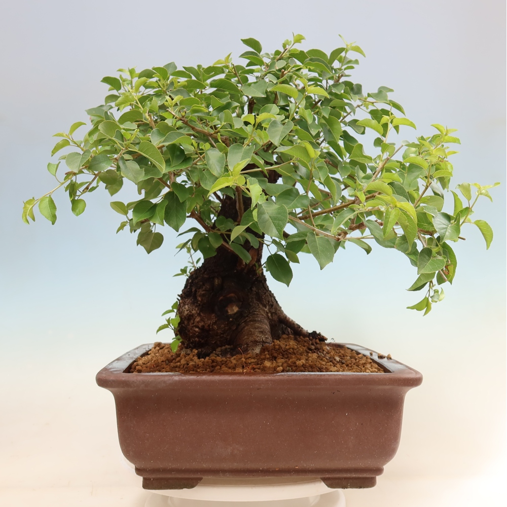 Vonkajší bonsai – Mahalebka – Prunus mahaleb