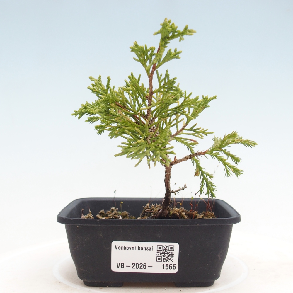 Vonkajší bonsaj - Juniperus chinensis Itoigawa