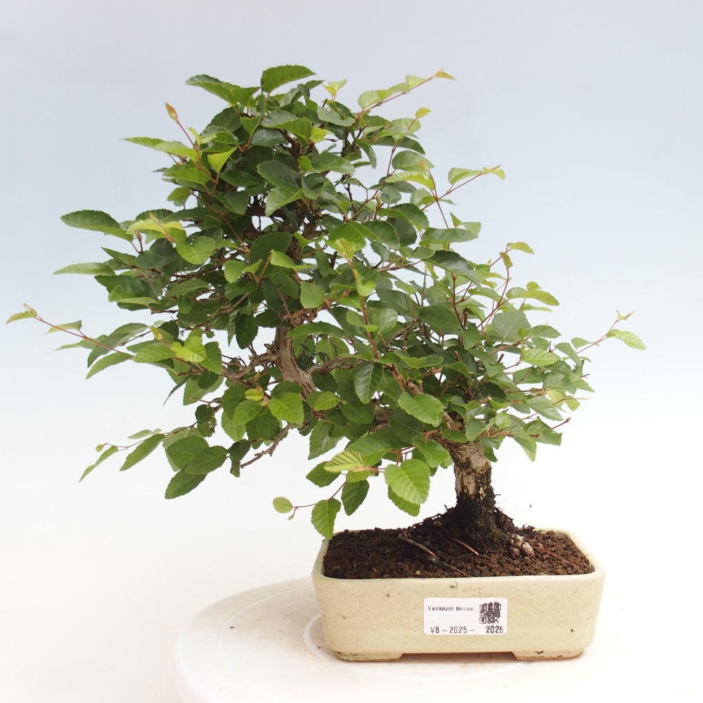 Vonkajší bonsai -Carpinus CARPINOIDES - Hrab kórejský