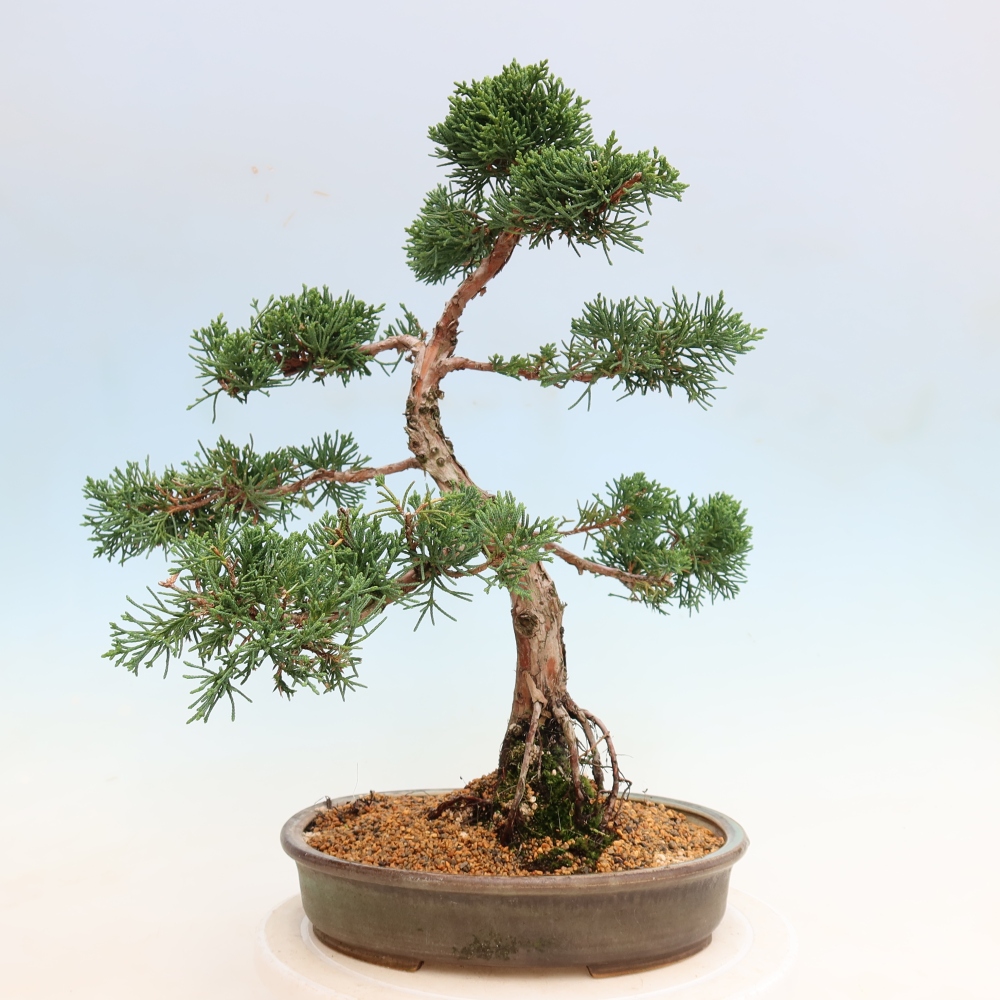 Vonkajší bonsaj - Juniperus chinensis Kishu