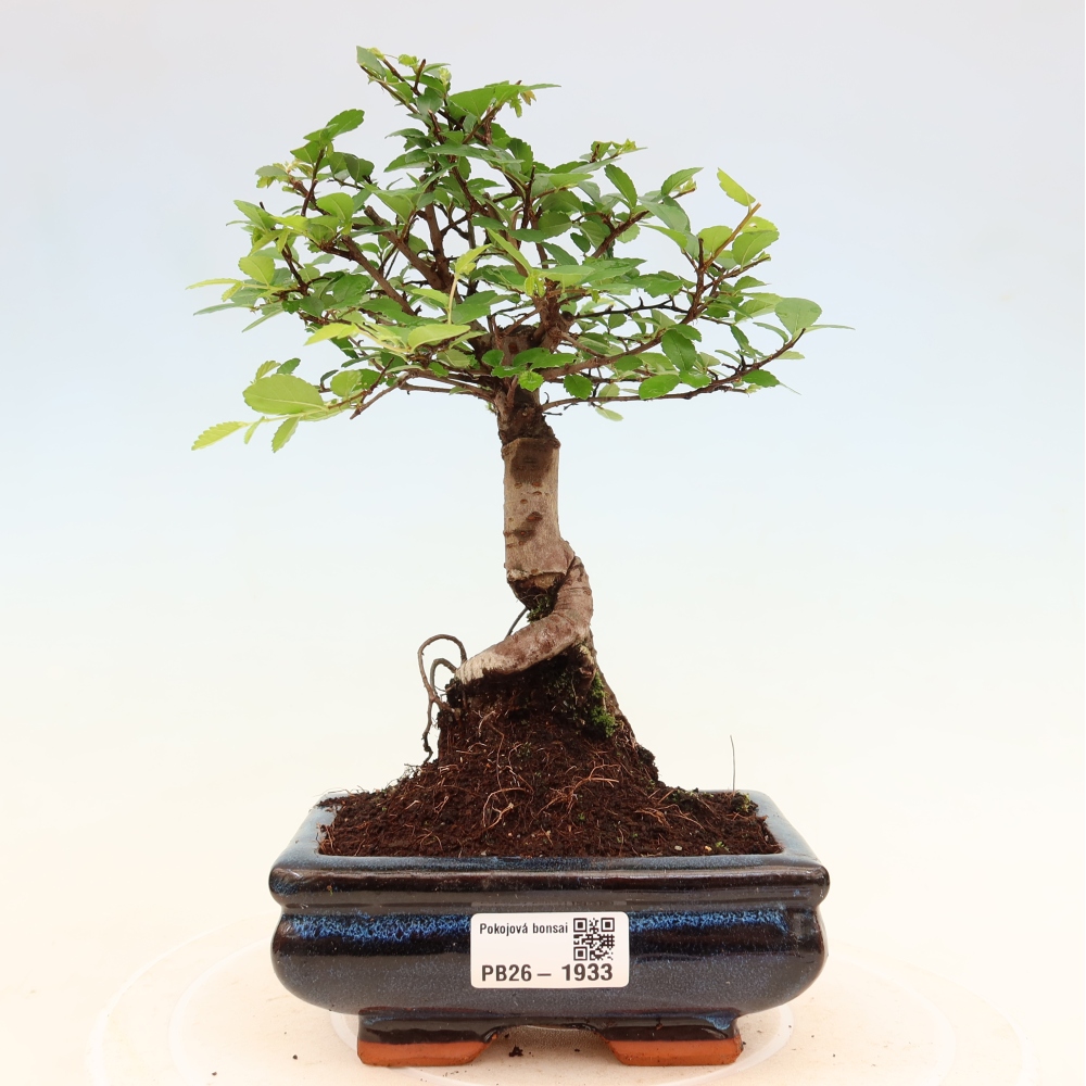 Izbový bonsaj - Ulmus parvifolia - brest malolistý