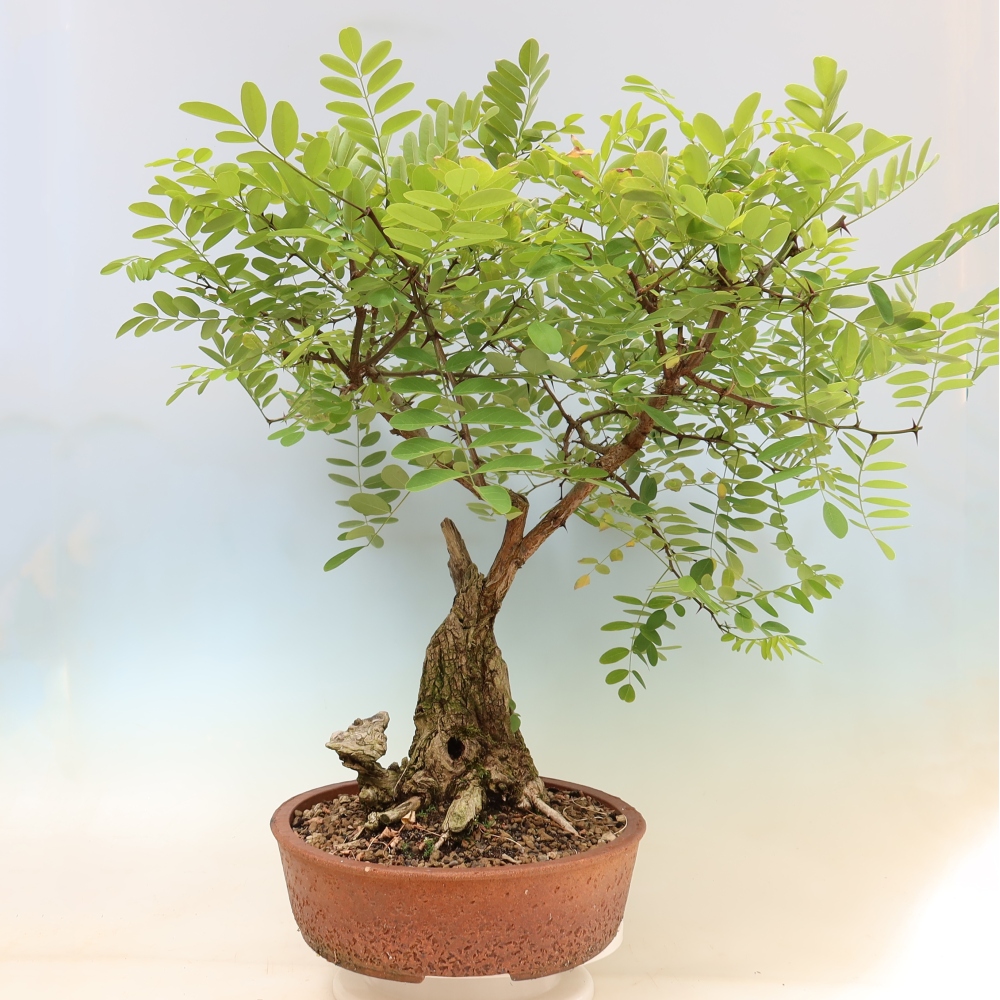 Vonkajší bonsai – trnovník akát – Robinia pseudoacacia