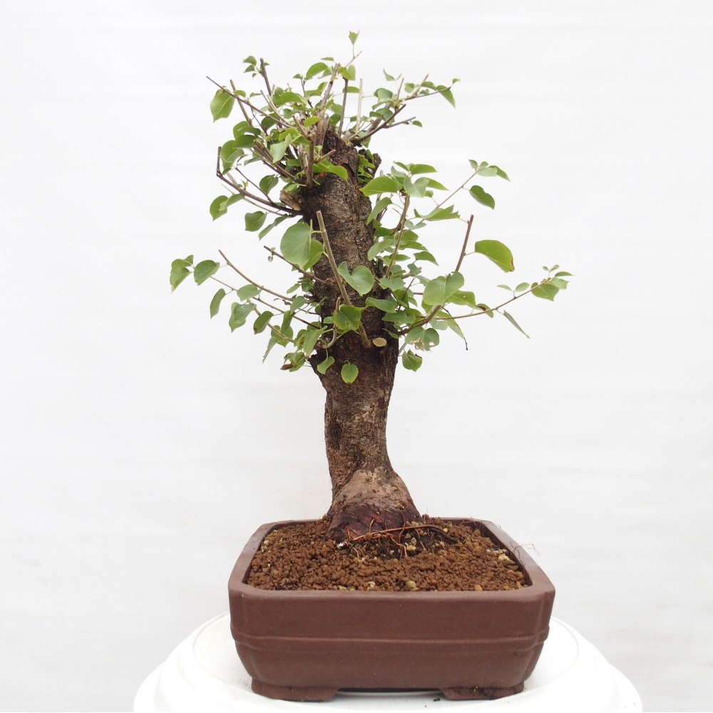 Vonkajšie bonsai - Mahalebka - Prunus mahalieb