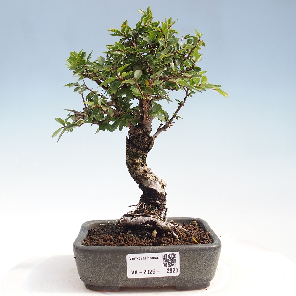 Vonkajšie bonsai - Zelkova - Zelkova Nirom
