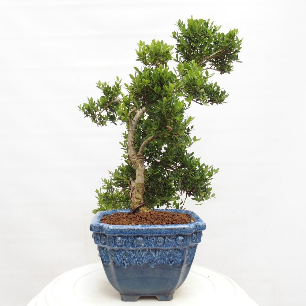Izbová bonsai - Ilex crenata - Cezmína