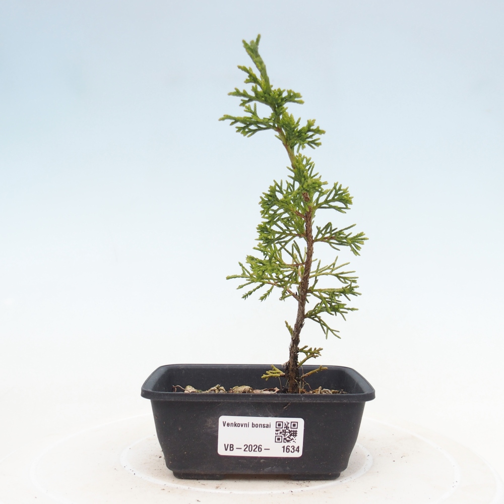Vonkajší bonsaj - Juniperus chinensis Itoigawa