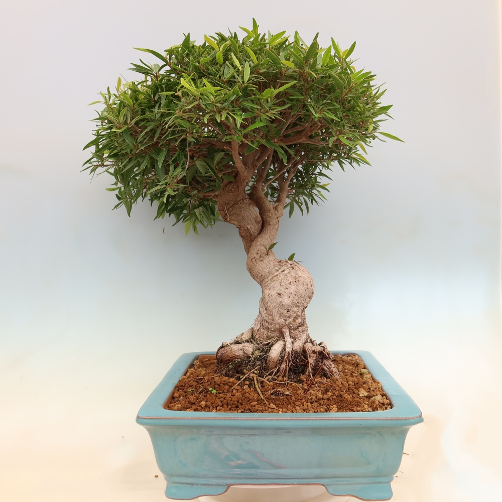 Izbové bonsaje - Ficus nerifolia - fíkus drobnolistý