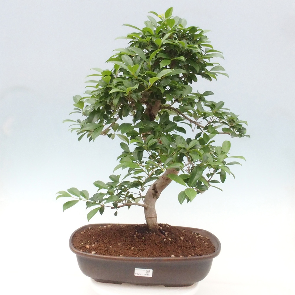 Izbová bonsai - Austrálska čerešňa - Eugenia uniflora