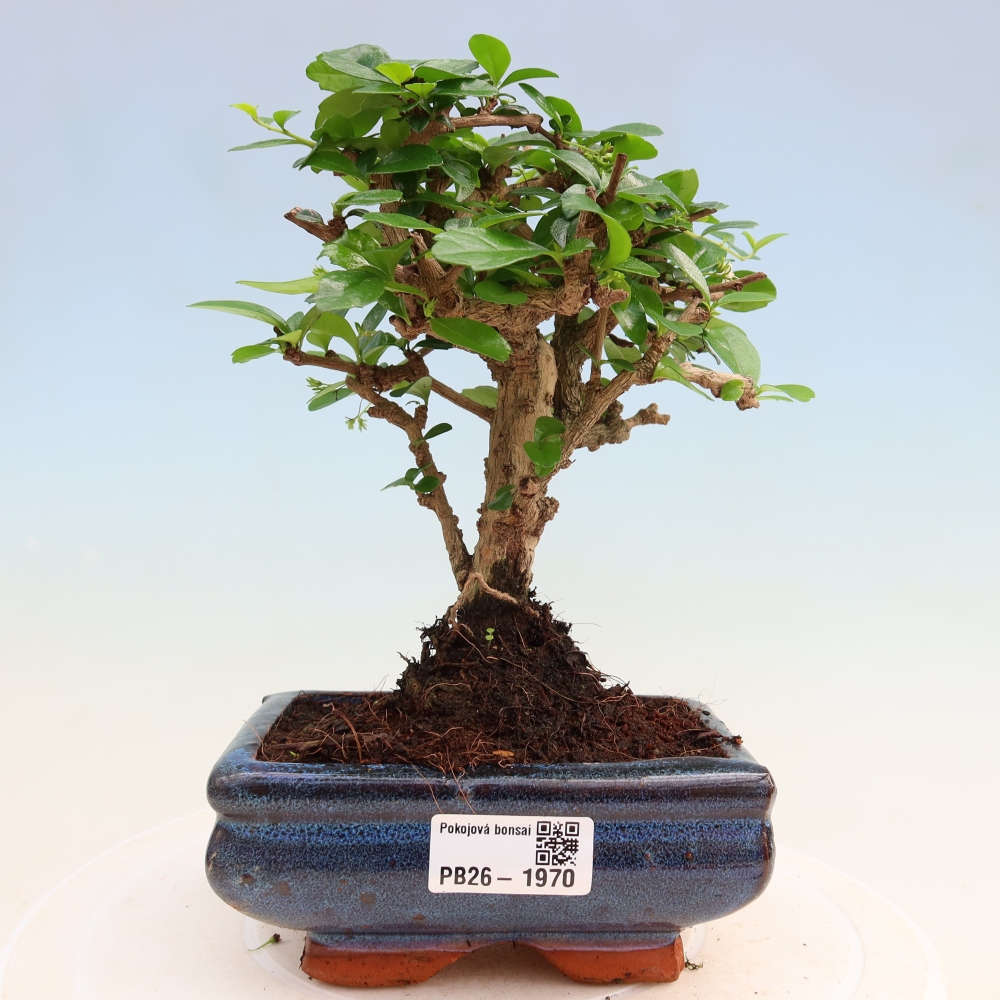 Izbové bonsaje - Carmona macrophylla - Tea fuki
