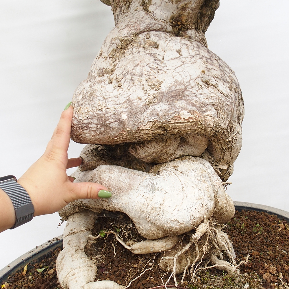 Izbová bonsai - Bouganwilea