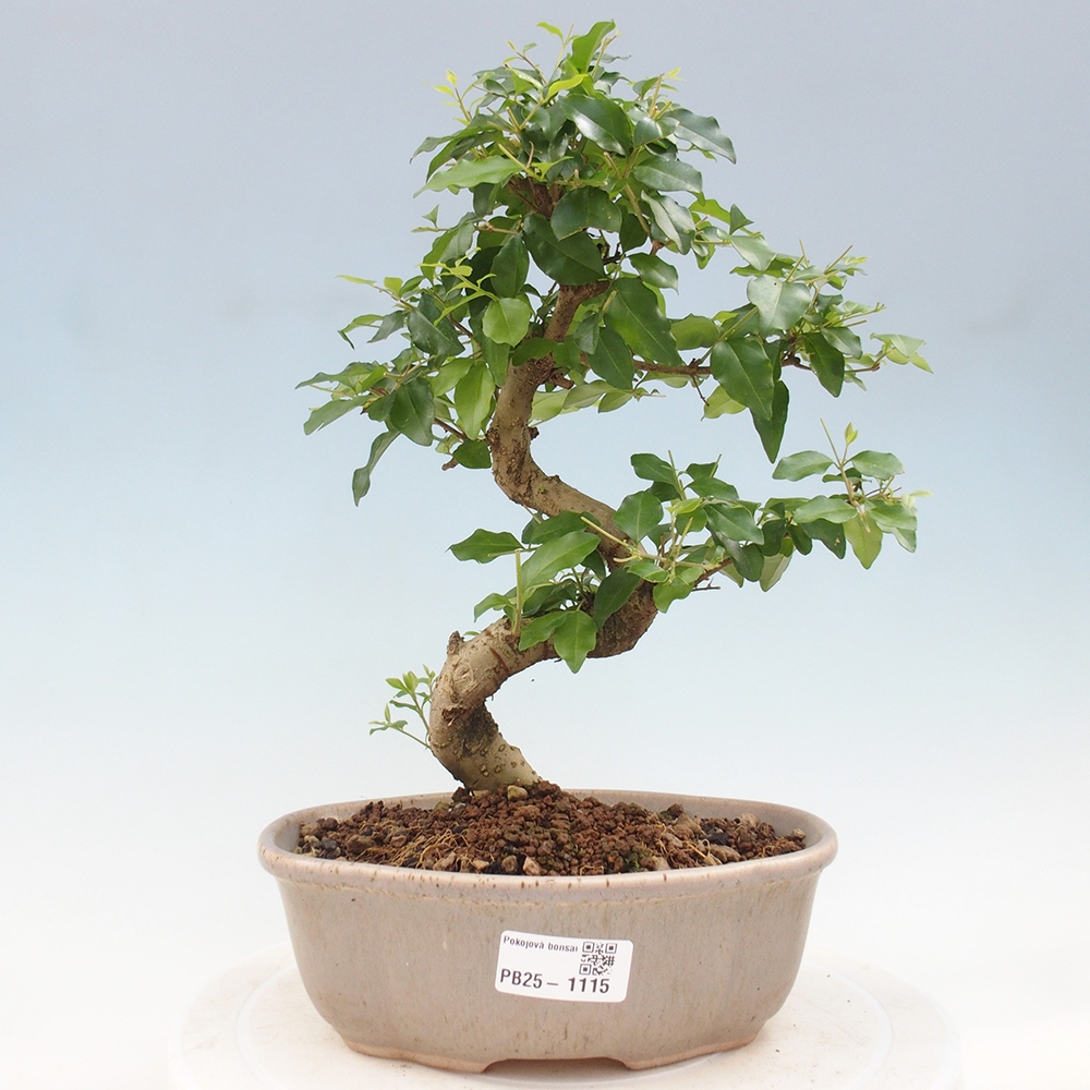 Izbová bonsai -Ligustrum chinensis - Vtáčí zob