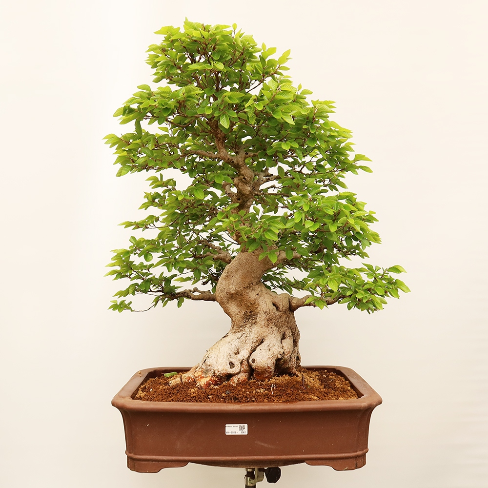 Vonkajší bonsai -Carpinus Coreana - Hrab kórejský