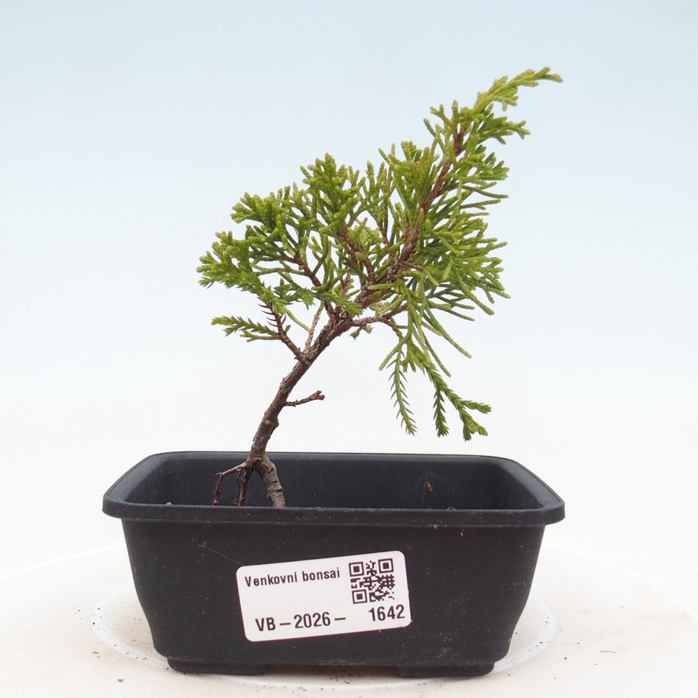 Vonkajší bonsaj - Juniperus chinensis Itoigawa