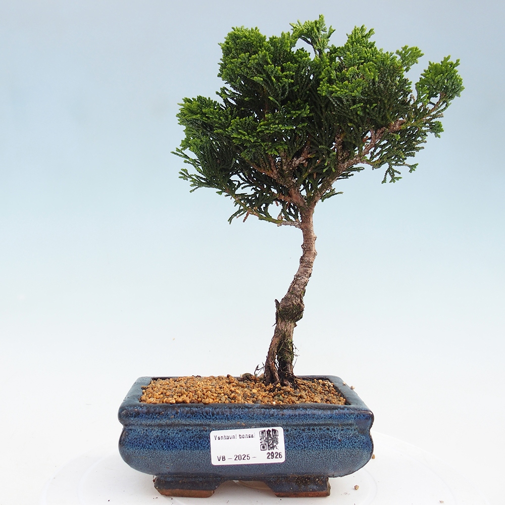 Vonkajšie bonsai - Cham.pis obtusa Nana Gracilis - Cypruštek
