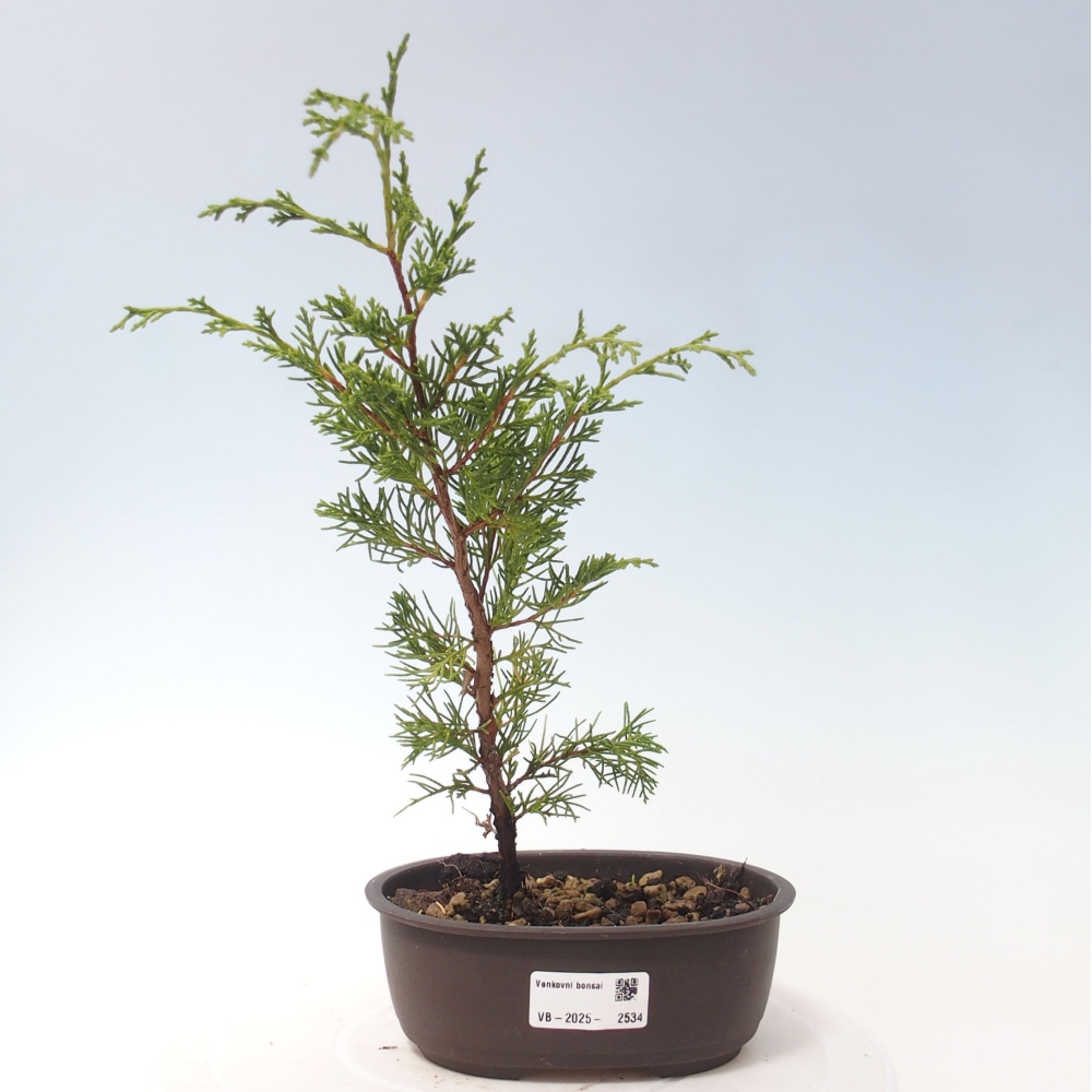 Vonkajší bonsai - Juniperus chinensis Itoigawa -Jalovec čínsky