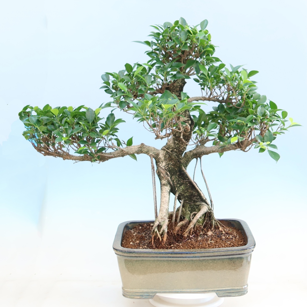 Izbové bonsaje - Ficus kimmen - drobnolistý fikus