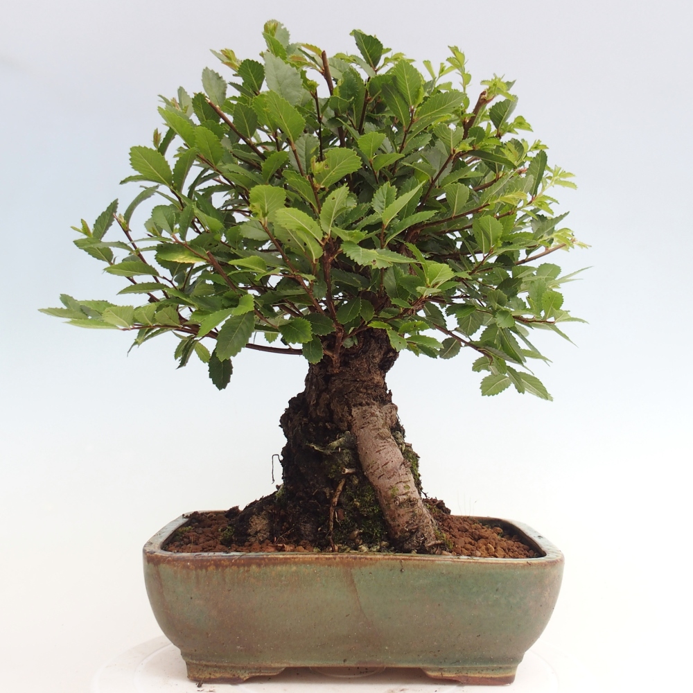 Vonkajšie bonsai - Zelkova - Zelkova Nirom
