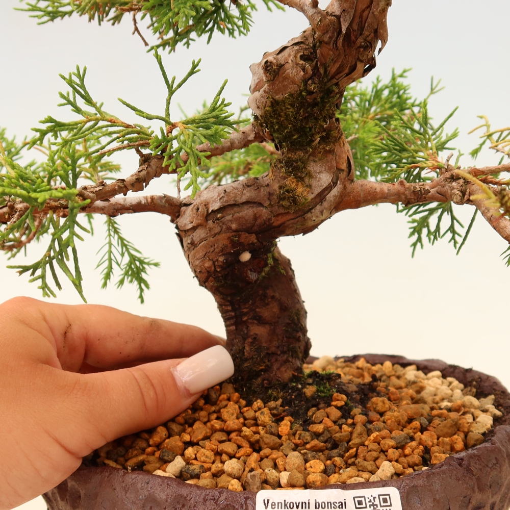 Vonkajší bonsaj - Juniperus chinensis Itoigawa