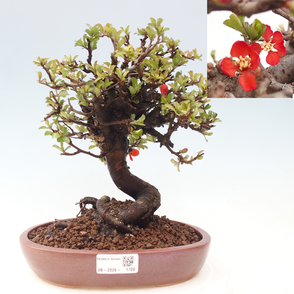 Vonkajšie bonsaje - Chaneomeles speciosa - Kdoule
