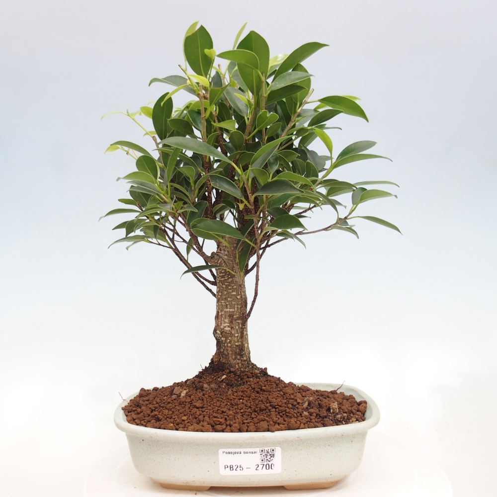 Izbová bonsai - Ficus retusa - malolistá fikus
