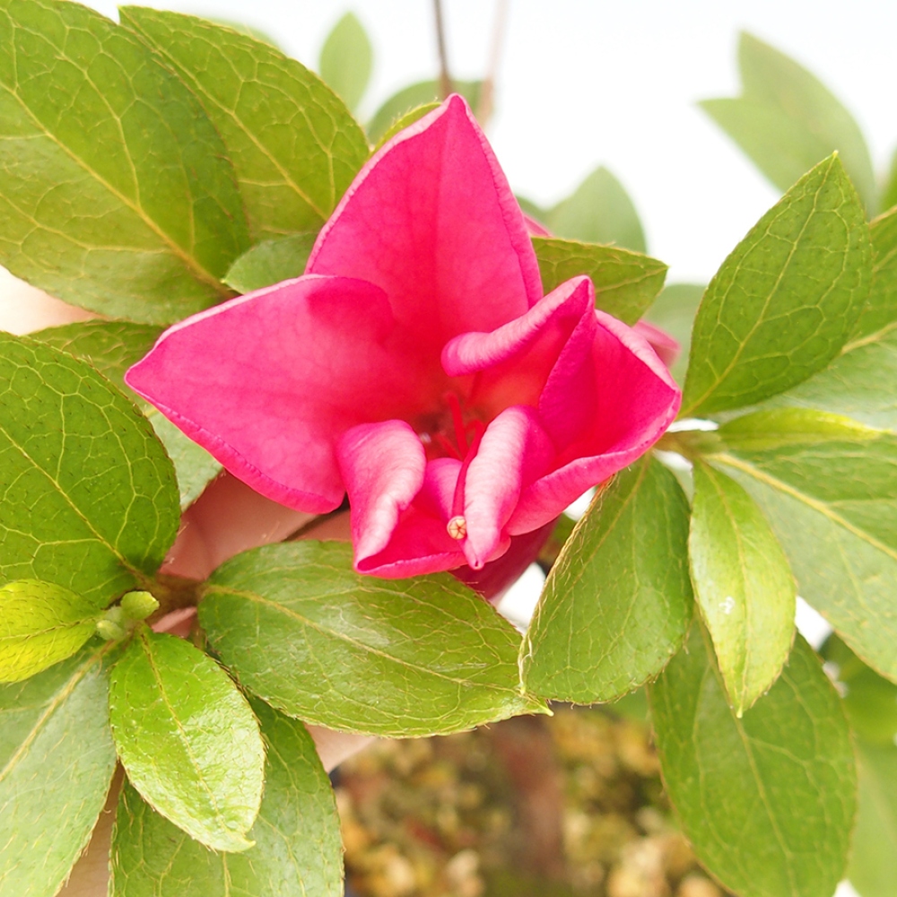 Vonkajší bonsai - Japonská azalka - Azalea Saien