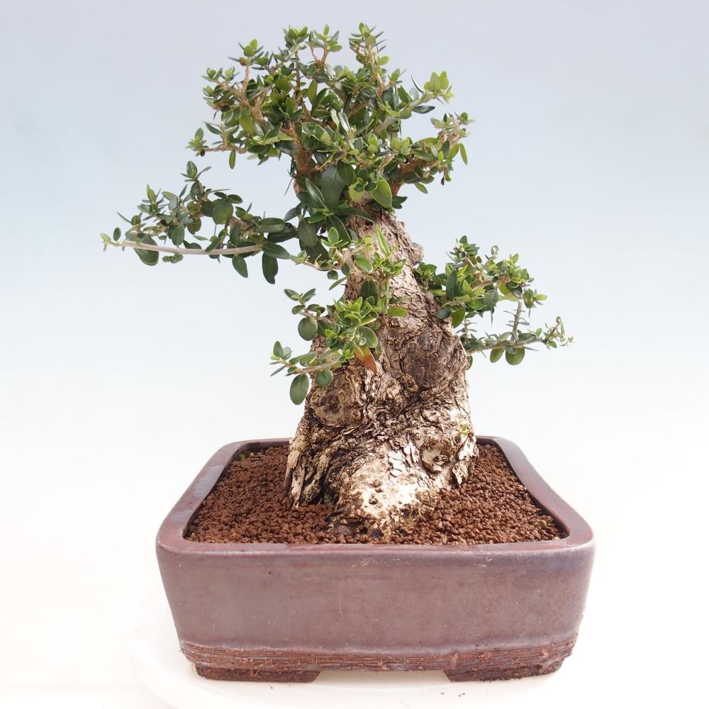 Izbová bonsai - Olea europaea sylvestris -Oliva evropská drobnolistá