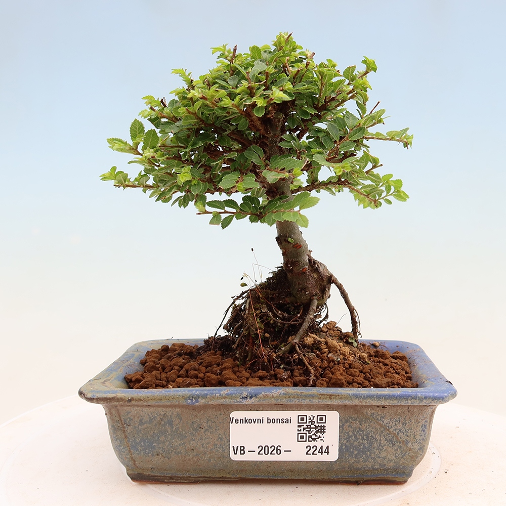 Vonkajší bonsai – Ulmus parvifolia Sagei – javor malolistý
