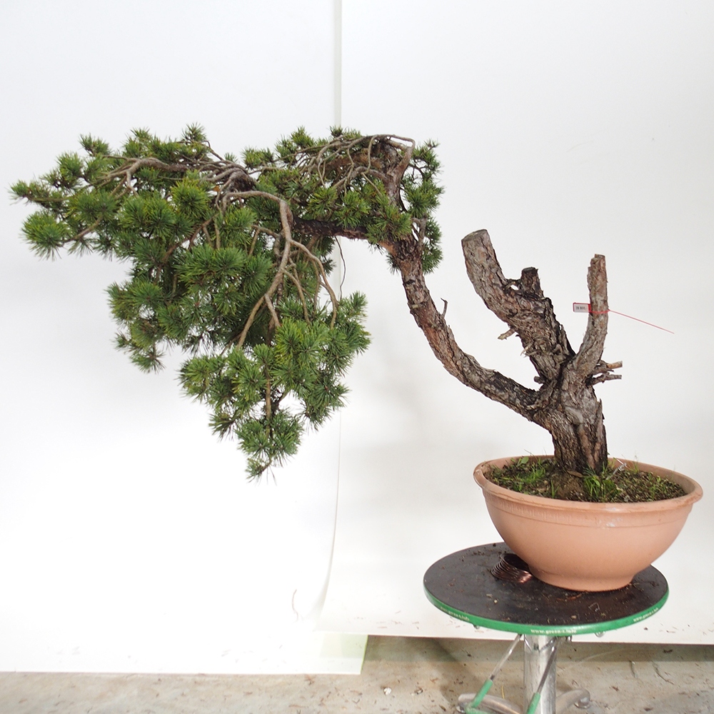 Yamadori - Pinus sylvestris Španielsko