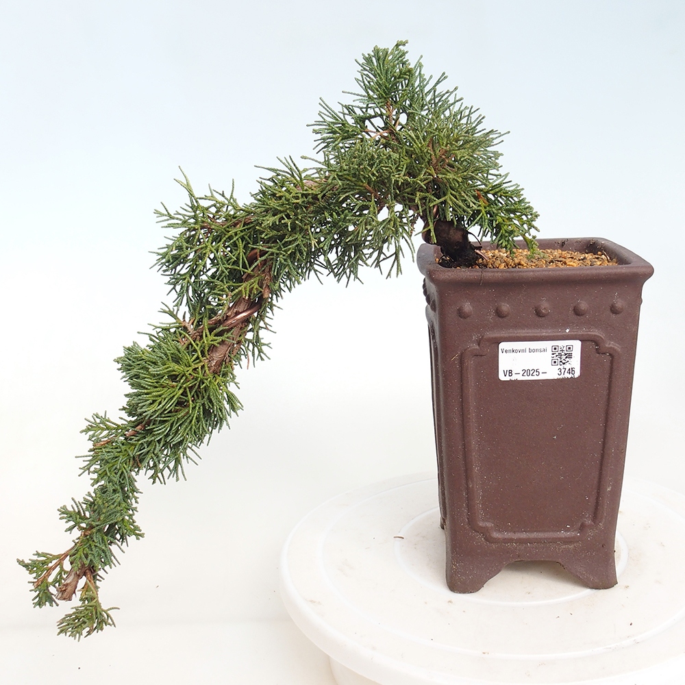 Vonkajší bonsaj - Juniperus chinensis Kishu