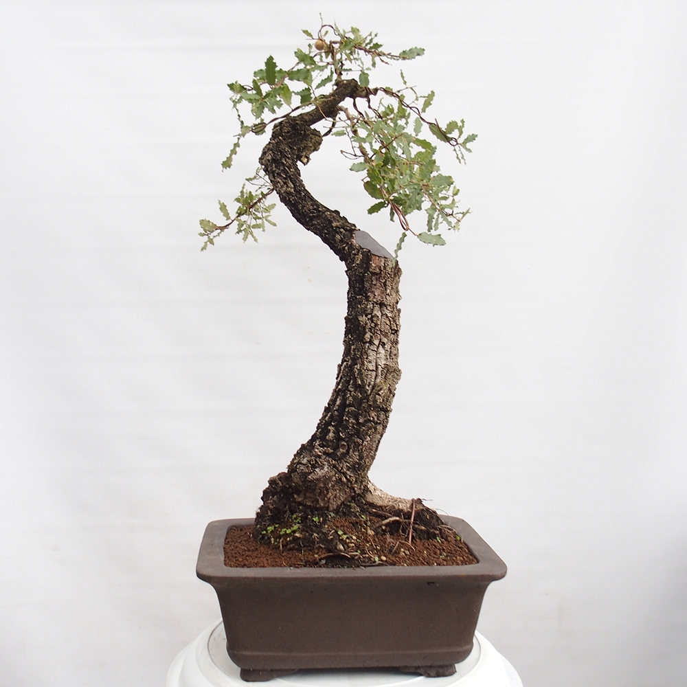 Yamadori - Quercus Ilex -Dub cezmínovitý