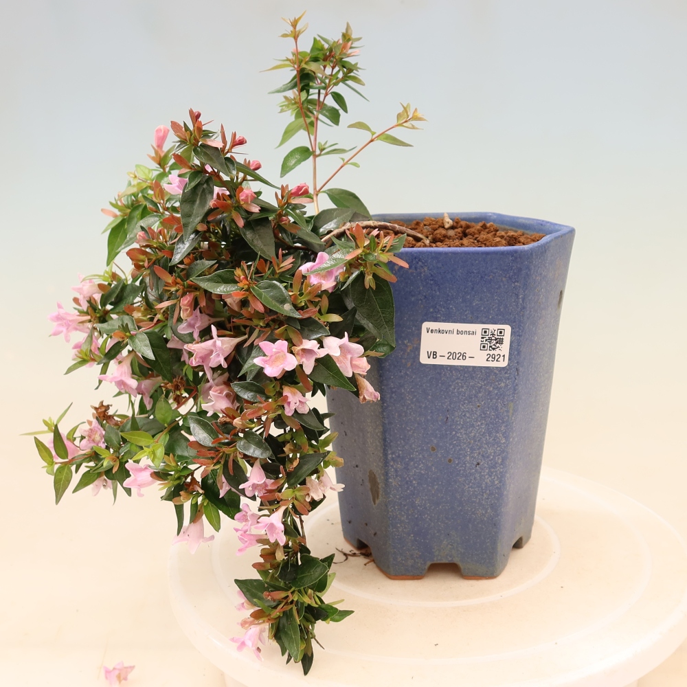 Vonkajší bonsai – Abelia Edward Goucher – Abelia veľkokvetá