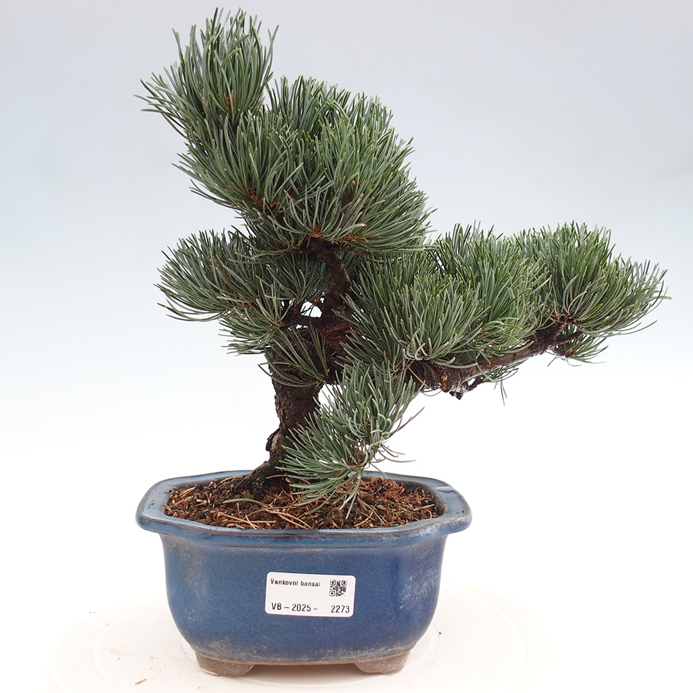 Vonkajšie bonsai - Pinus parviflora - Borovica drobnokvetá